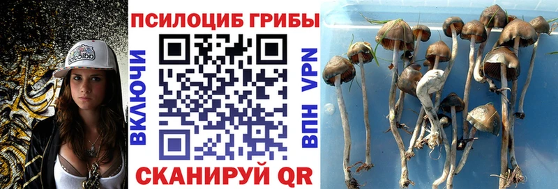Купить закладки  Ессентукская  Псилоцибиновые грибы Psilocybine cubensis 